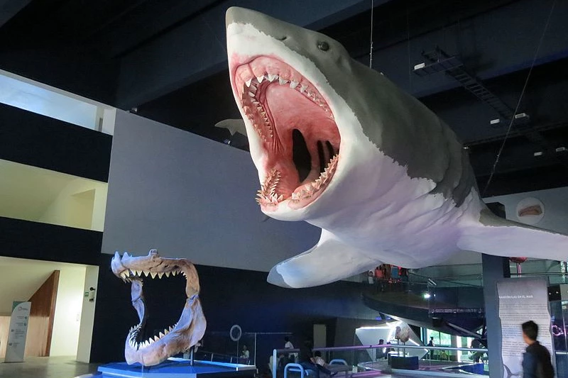 A reconstruction of the megalodon shark, on display at Mexico's Museo de la Evolución Puebla – megalodon lived 23 to 3.6 million years ago, and may have grown to a length of 65 ft (20 m)
