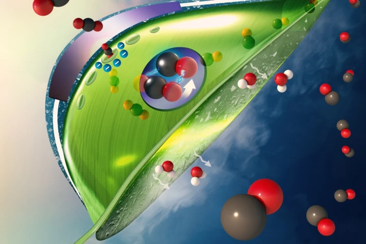 University of Illinois Chicago scientists have developed a new "artificial leaf" system to capture CO2