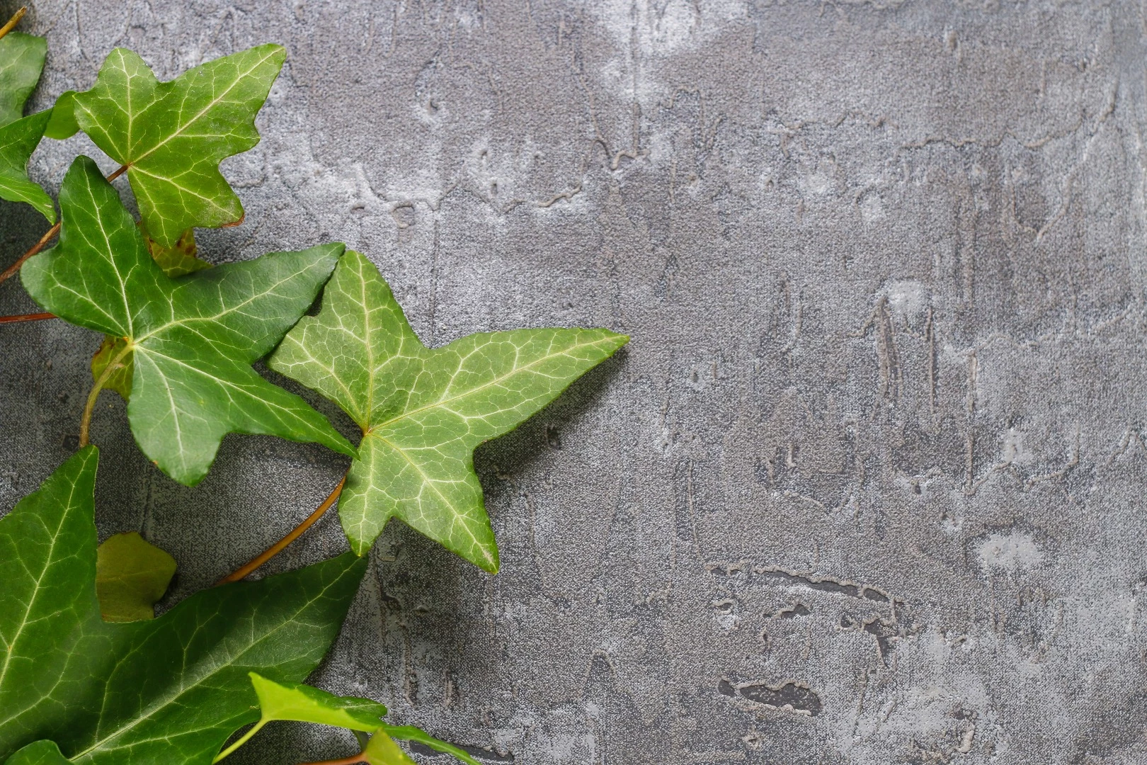 The molecular bonding process that makes ivy so hard to unstick could hold the key to improved medical adhesives and armor
