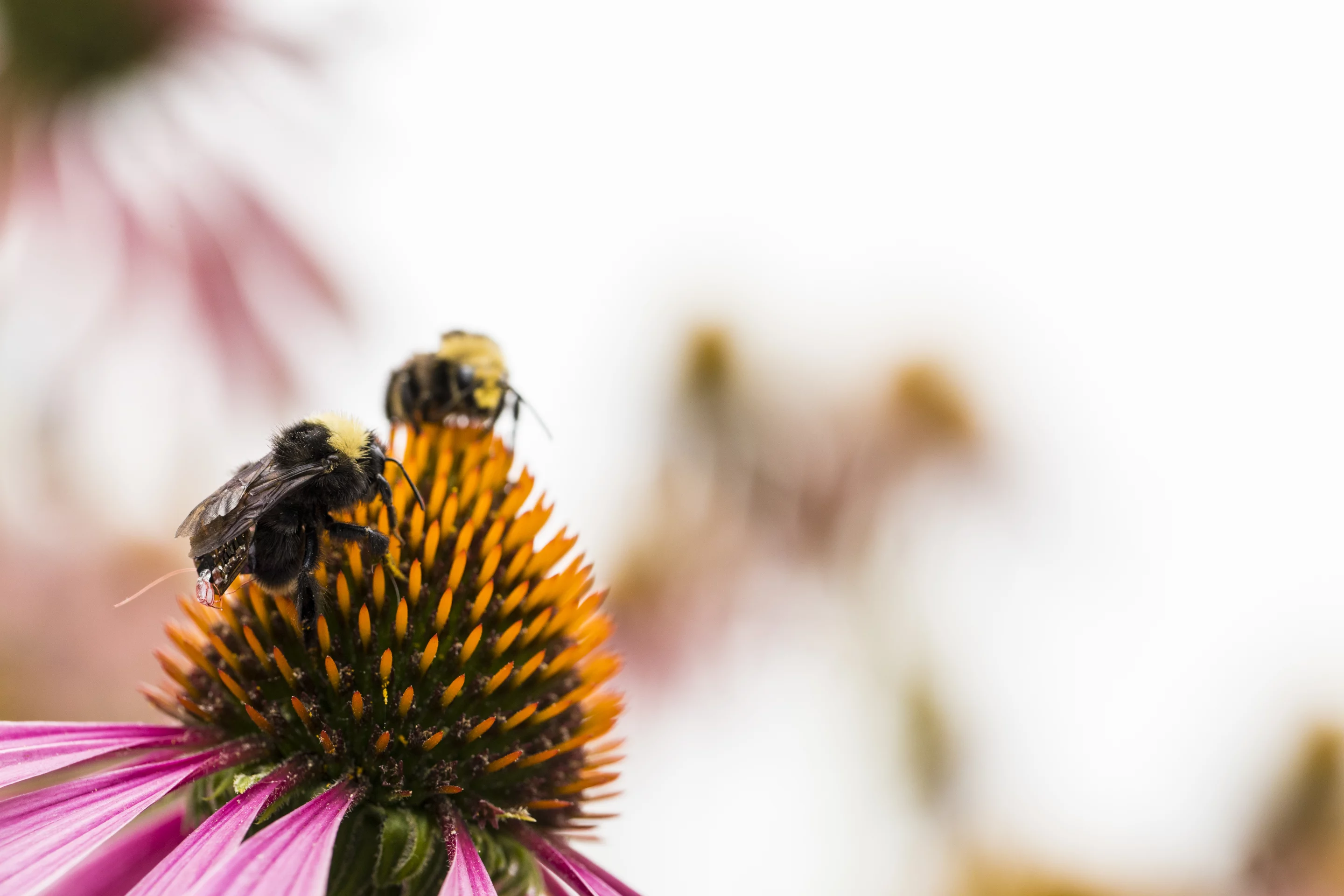 The backpacks contain data storage space, sensors for monitoring temperature, humidity and light intensity, a rechargeable battery and receivers for location tracking and transmitting data