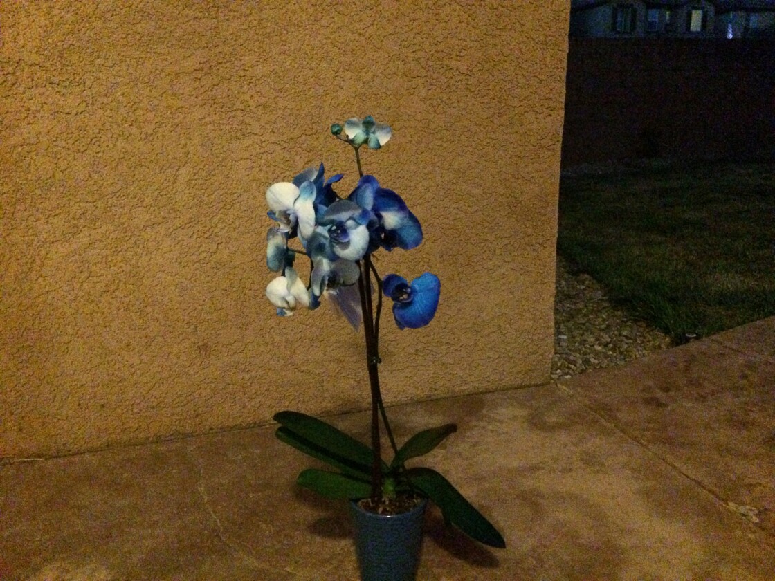 Here's the blue orchid under low artificial lighting, with no flash