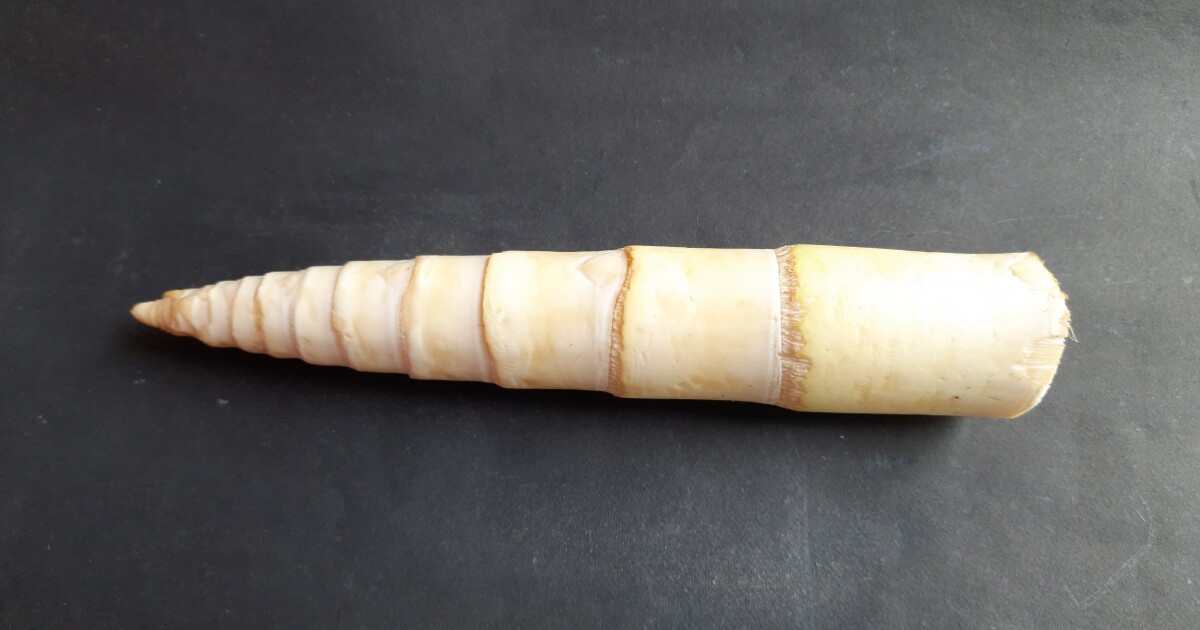 Bamboo health benefits reviewed for dietary potential Bamboo health benefits reviewed for dietary potential