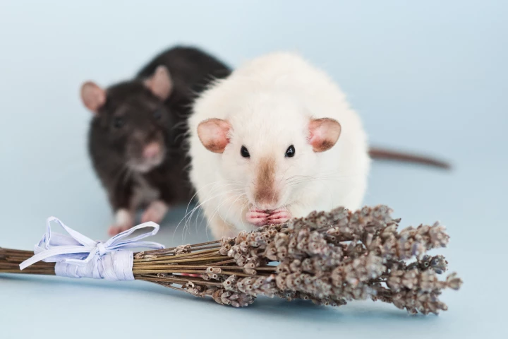 Rats will share food with their hungry counterparts, perhaps due to olfactory cues