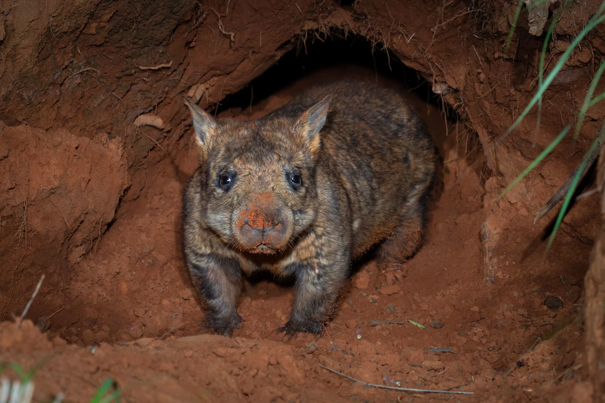 A Northern Hairy-nosed wombat emerges from a burrow at RUNR