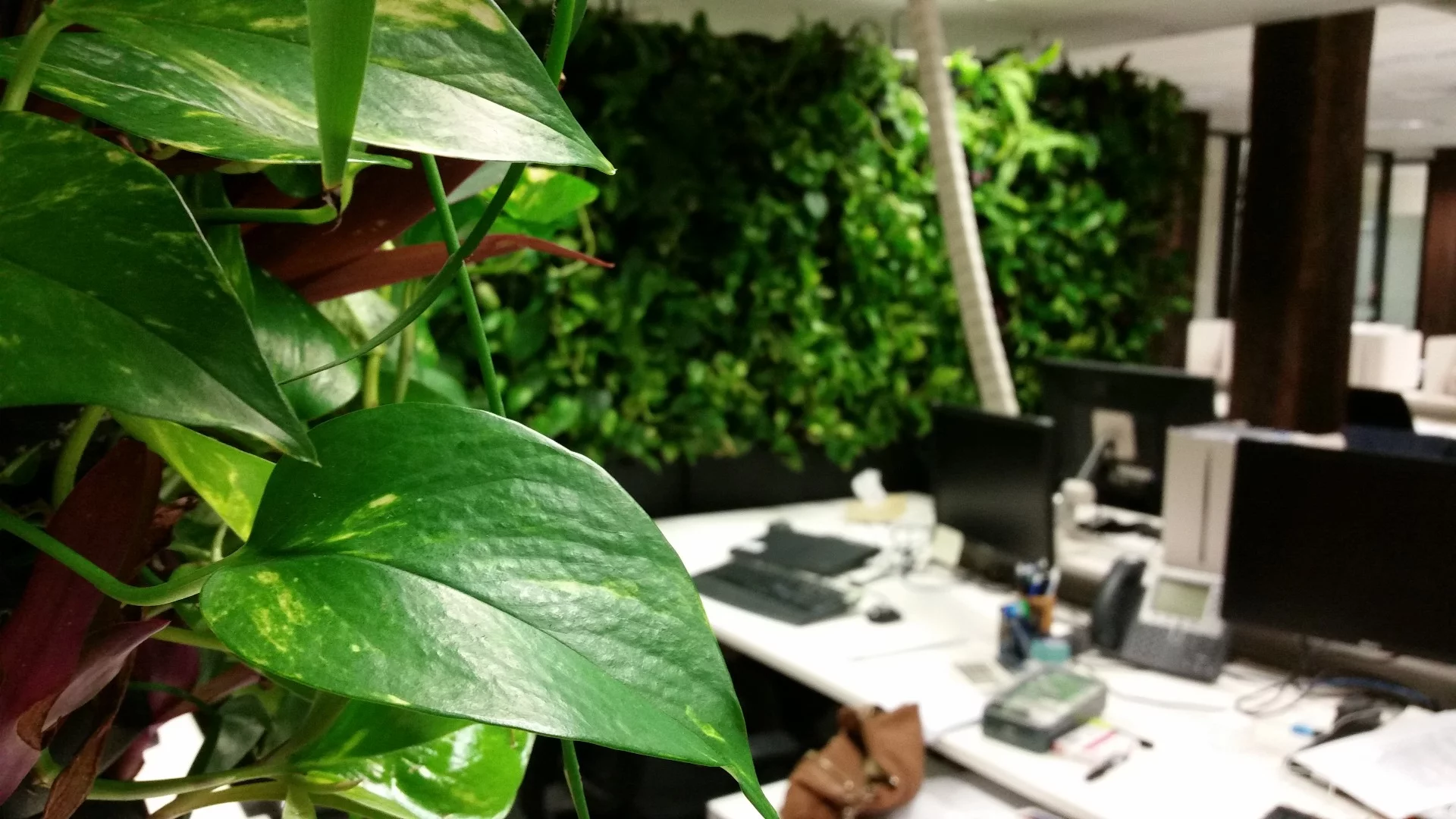 PodPlants use a combination of rainforest varieties, such as philodendrons, which are low lying colorant plants that grow well indoors and do not need supplemental lighting