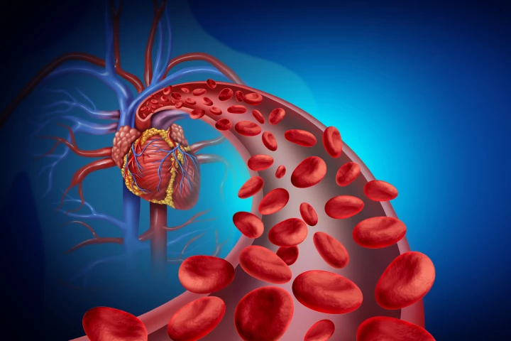 A study has found that when oxygen levels are low, such as during a heart attack, red blood cells can trigger a cardioprotective pathway