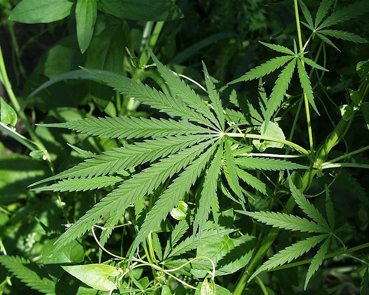 This cannabis sativa plant contains chemicals with properties similar to those found in the brains of all mammals