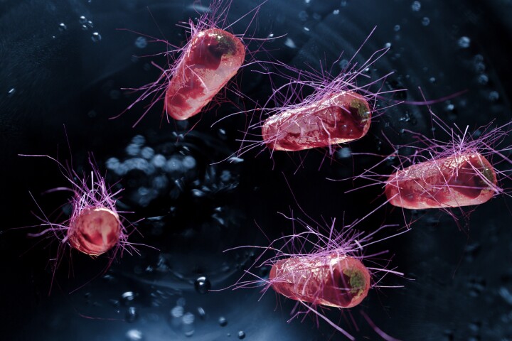 Telltale proteins in harmful bacteria such as E. coli fluoresce when excited by exposure to ultraviolet light