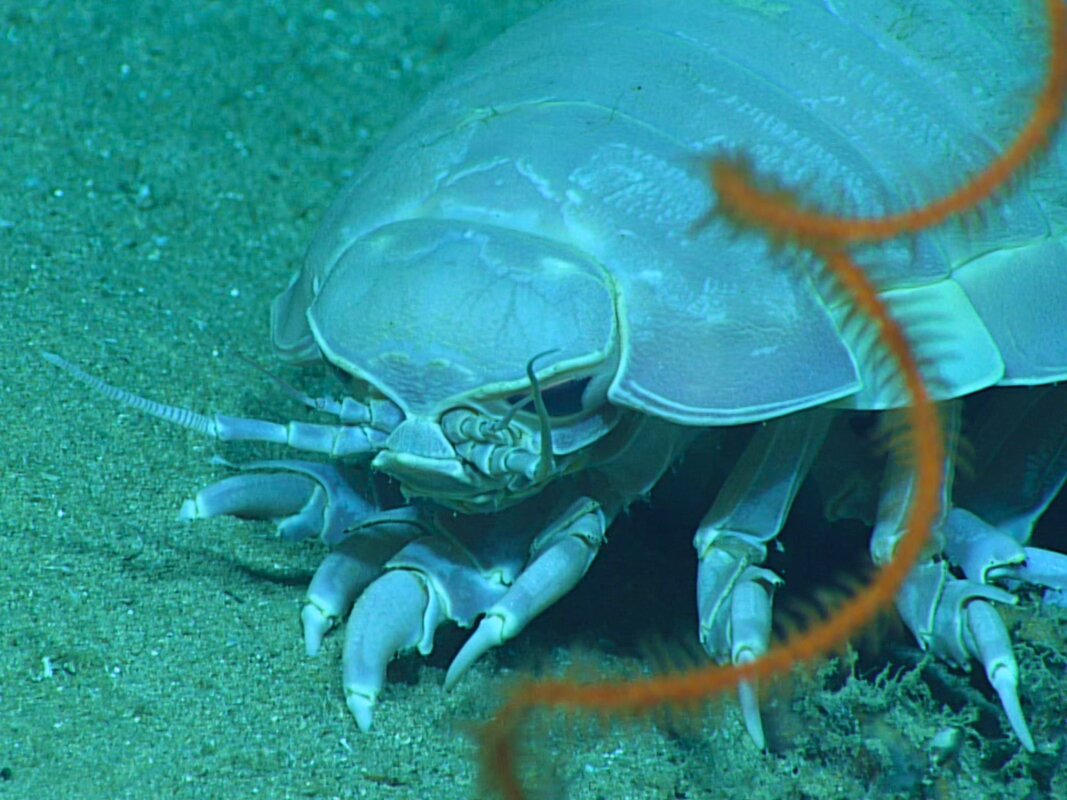 Stolen gene lets deep-sea creature go without food for years