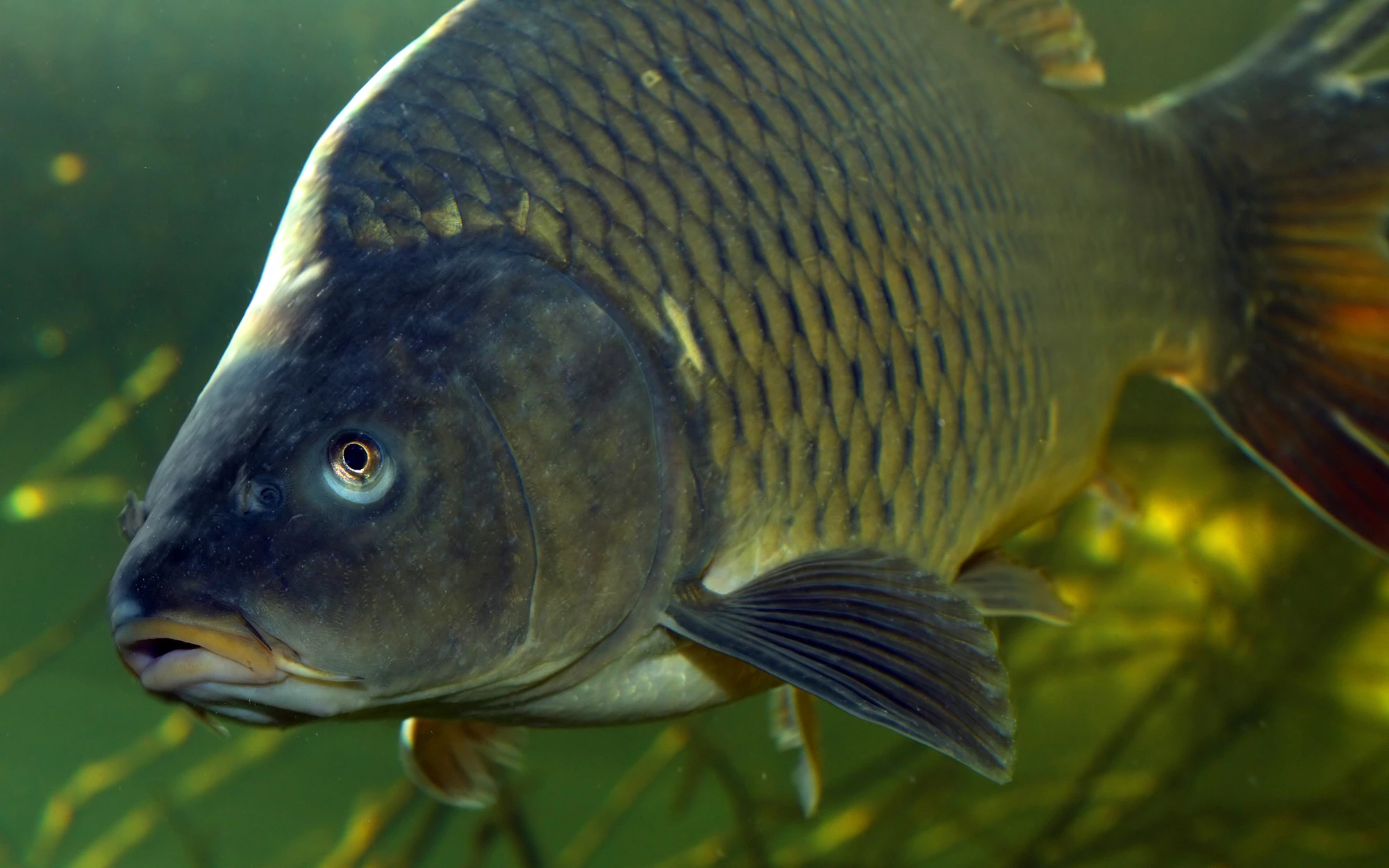Scientists have gained a new understanding of fish scales by studying the common carp