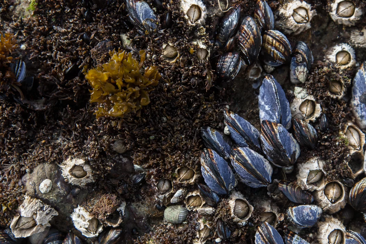 A study has found that mussels that aggregate into reef structures may be far more susceptible to the dangers of plastic pollution