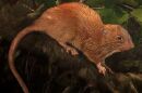 An artist's rendition of the recently discovered species Vangunu giant rat (Uromys vika),