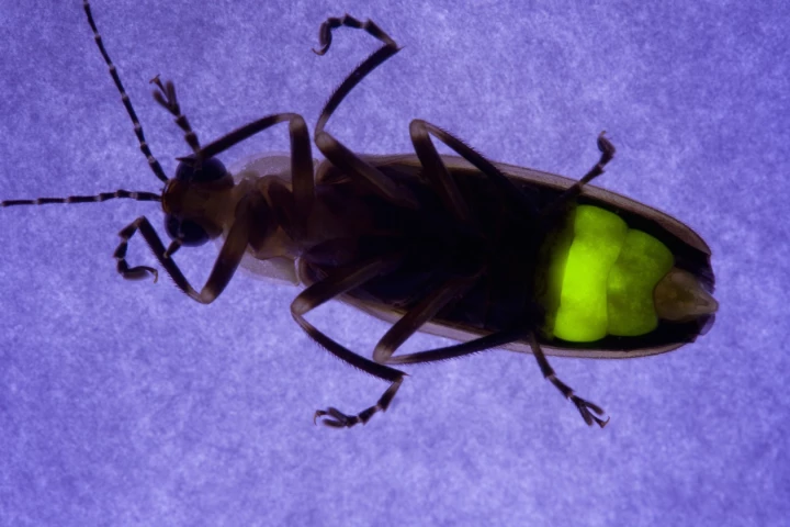 By copying microstructures on fireflies' abdomens, scientists have boosted the light extraction efficiency of LEDs