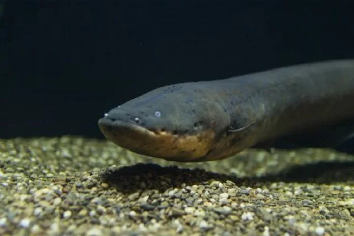 Three species of electric eel exist, not just one as previously described, and that one of them produces an electric shock up to 860 volts