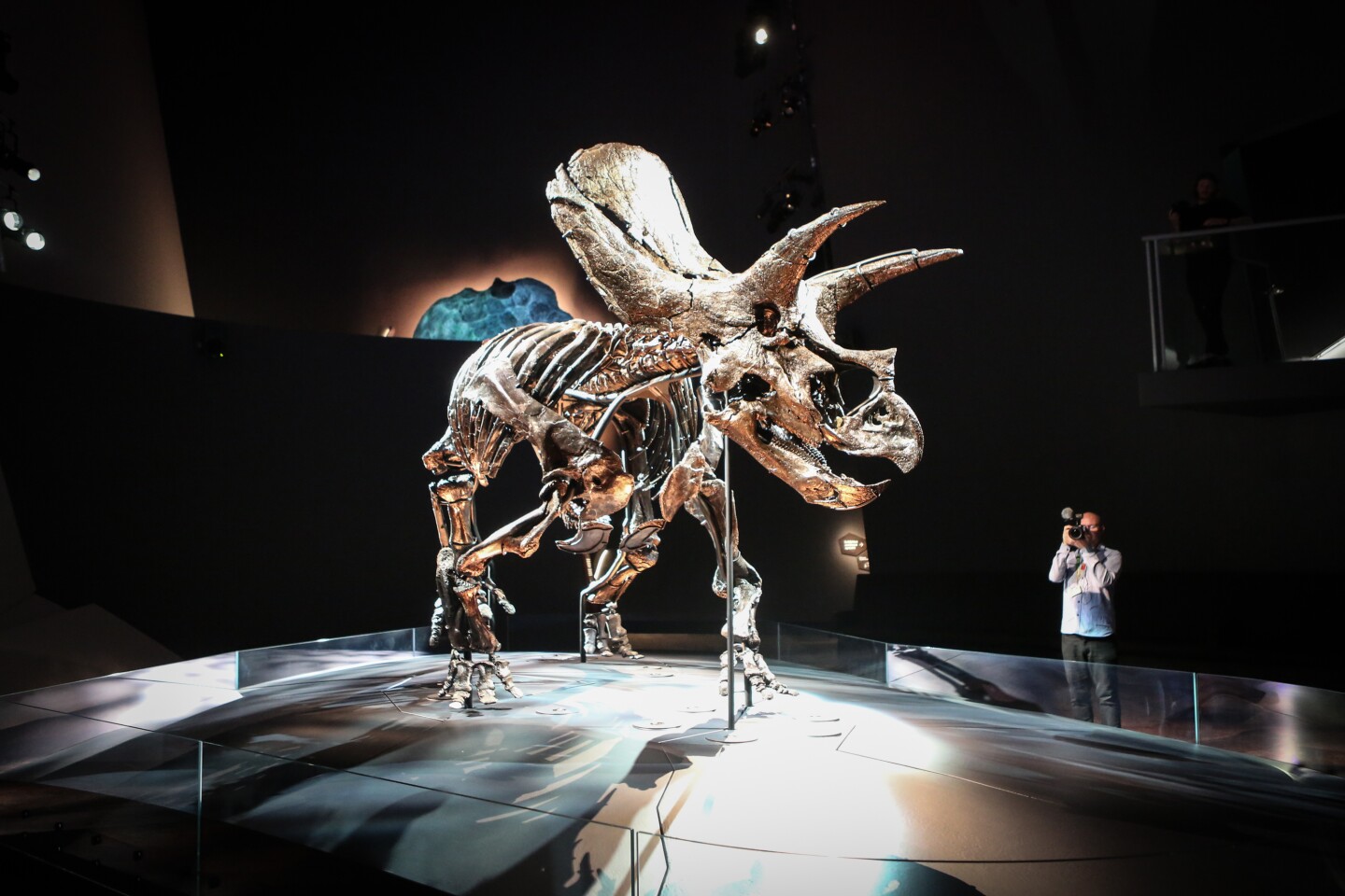 Horridus lived about 67 million years ago in what is now Montana, USA
