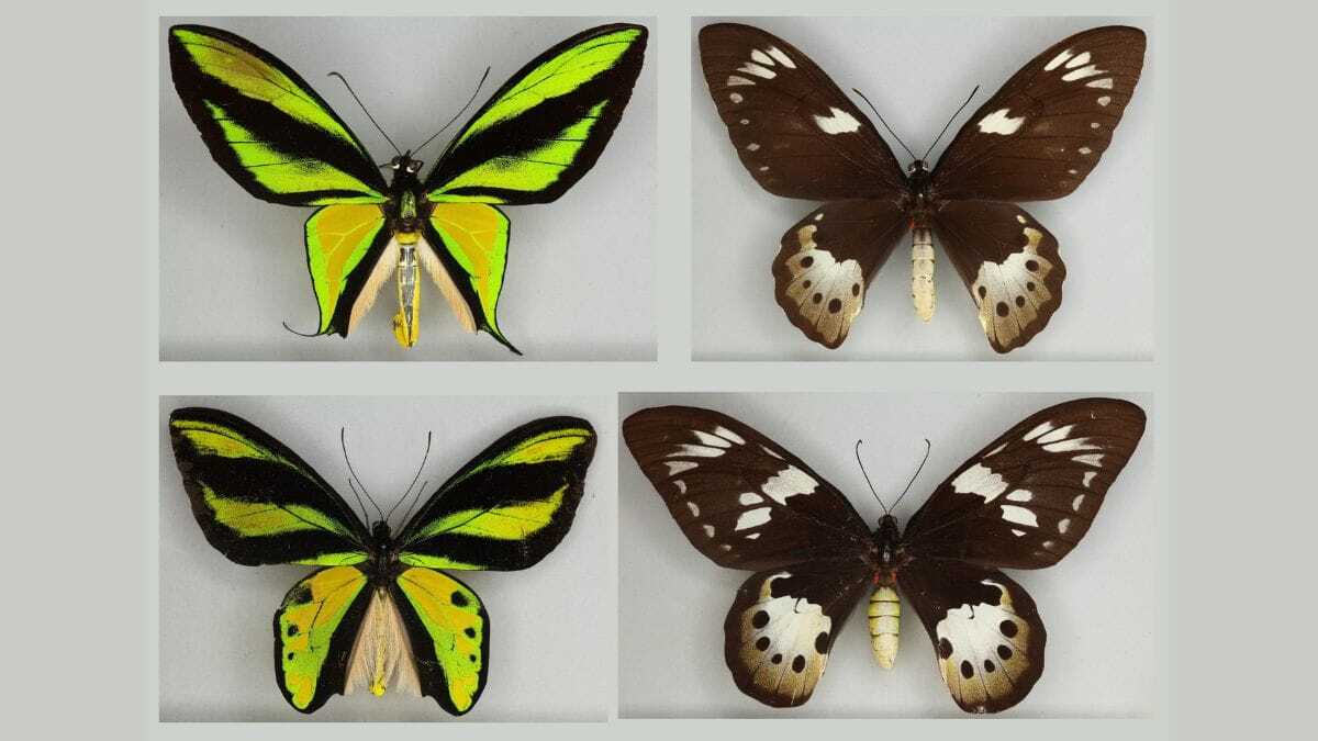 Ornithoptera paradisea birdwing butterflies, in which males (left) were observed to be more visibly diverse than females