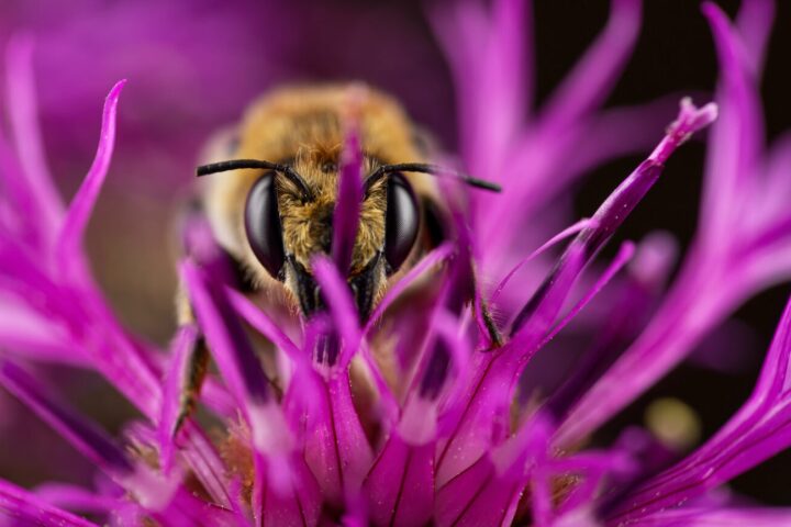 "Purple fire" – leafcutter bee (Megachile lagopoda) by Gustav Parenmark (age 17, Sweden)