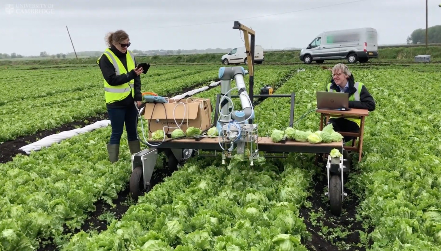 Machine learning helps robot harvest lettuce for the first ...