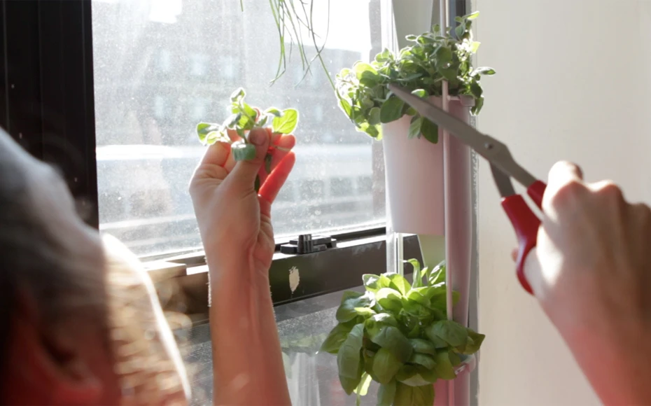 The Windowfarms project has developed a new version of its indoor gardening system - where nutrient-rich liquid soil is fed to plants arranged in a column at regular intervals