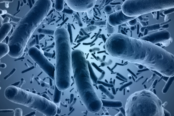 Peptides in the spray kill bacteria (pictured) by damaging their protective outer membranes