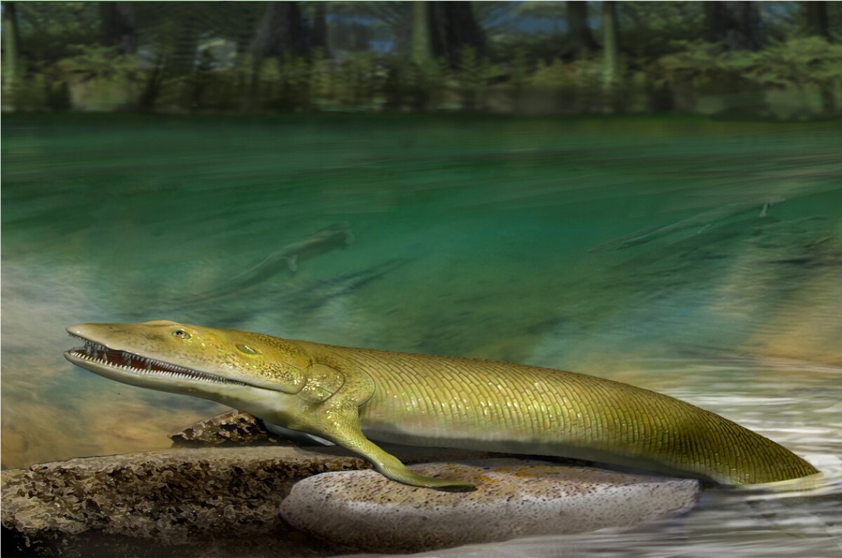 An artist's impression of Elpistostege as it may have looked nearly 400 million years ago