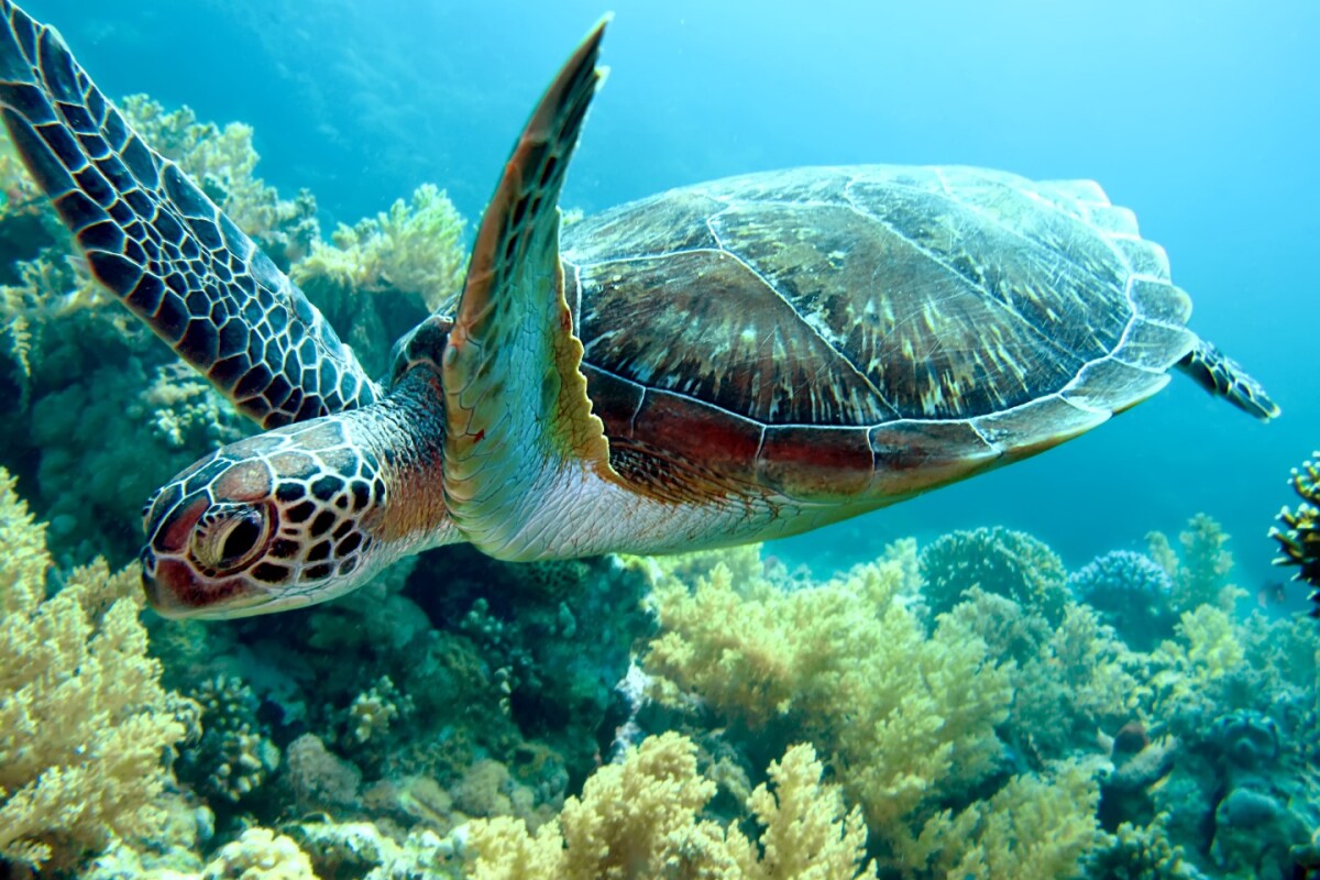 A new study has found microplastics in the guts of 102 sea turtles