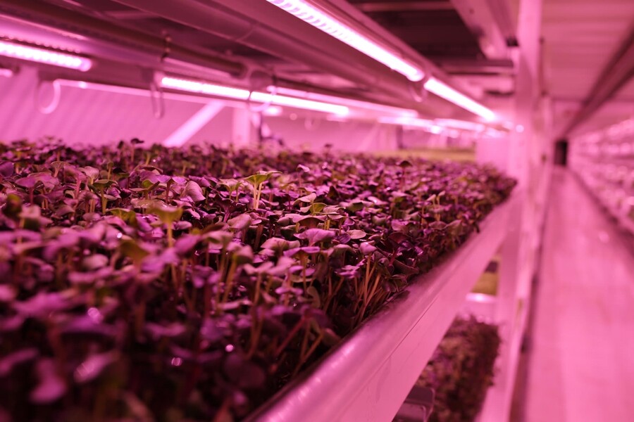 Growing Underground employs low energy lighting and irrigation systems