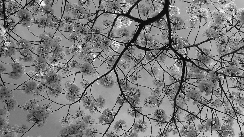 Cherry blossoms, one of the images in the Last Pictures time capsule