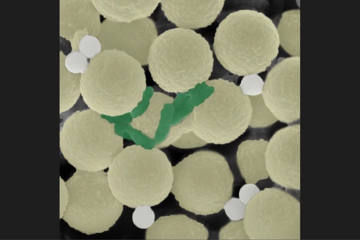 Trapped Germs Tiny tenacious robots snatch bacteria and microplastics out of the water