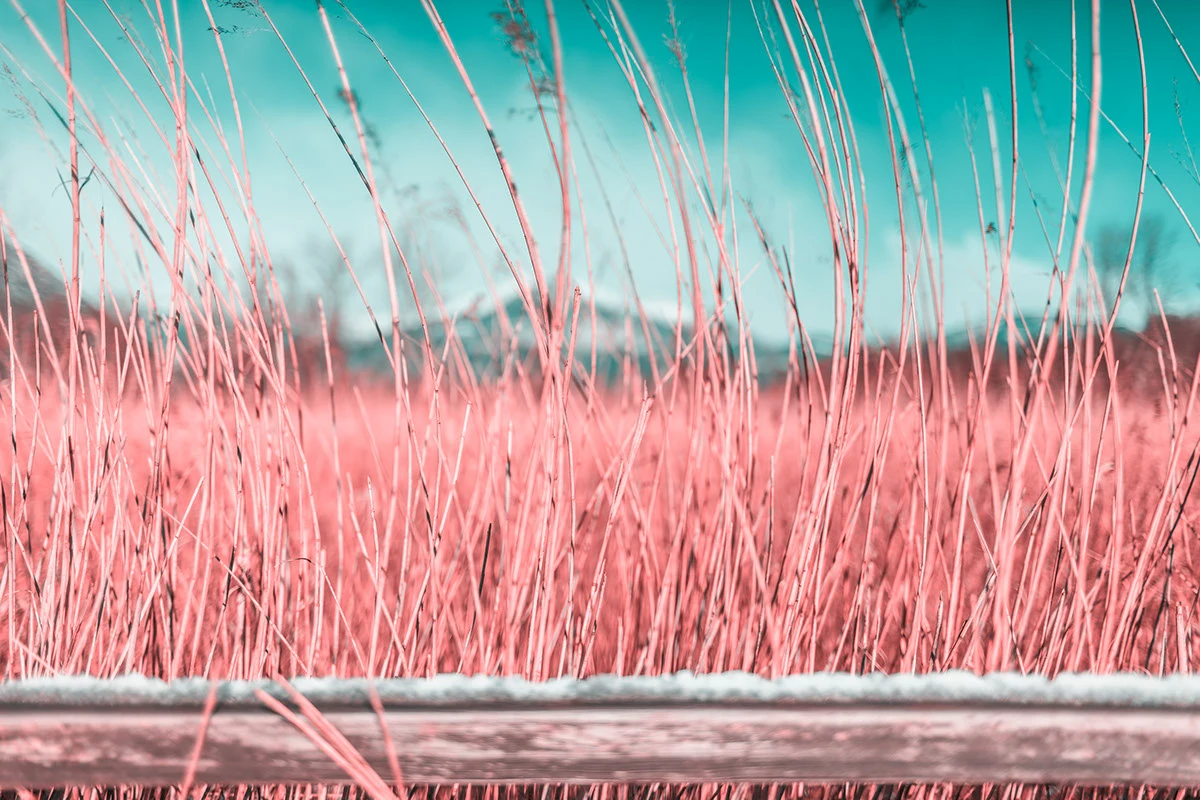 Paolo Pettigiani's series I R documents his early experiments with infrared photography playing with pink plants against a snowy landscape