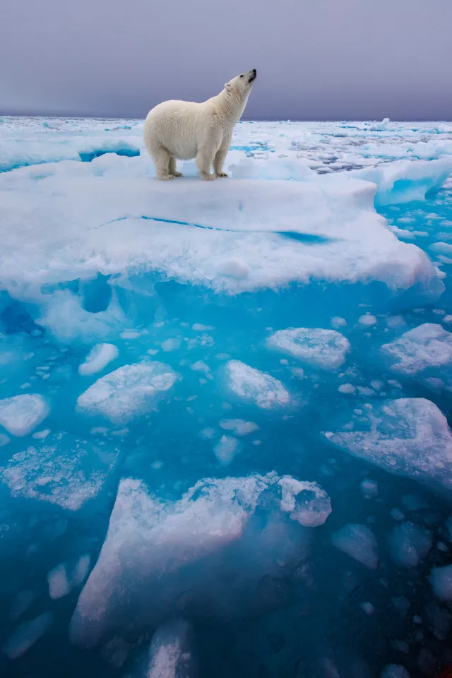 "At the Edge" by Wouter van Hofwegen (Netherlands) – Shortlist, Open Competition in Natural World & Wildlife