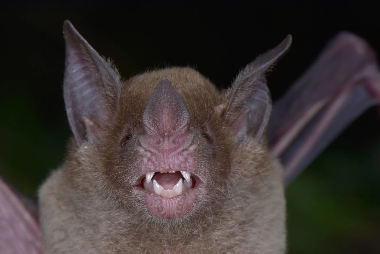 The Pale-Faced Bat was rediscovered in Honduras for the first time in over 75 years