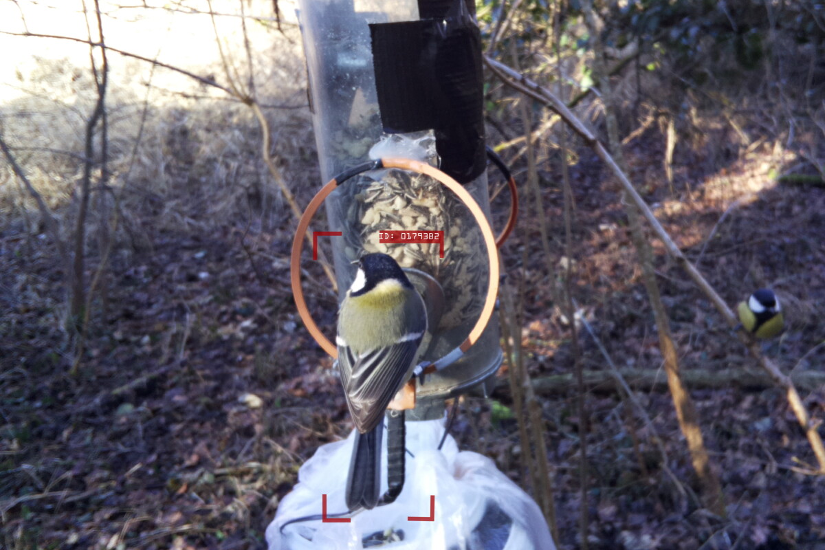 The system images a great tit, making note of the plumage pattern on its back