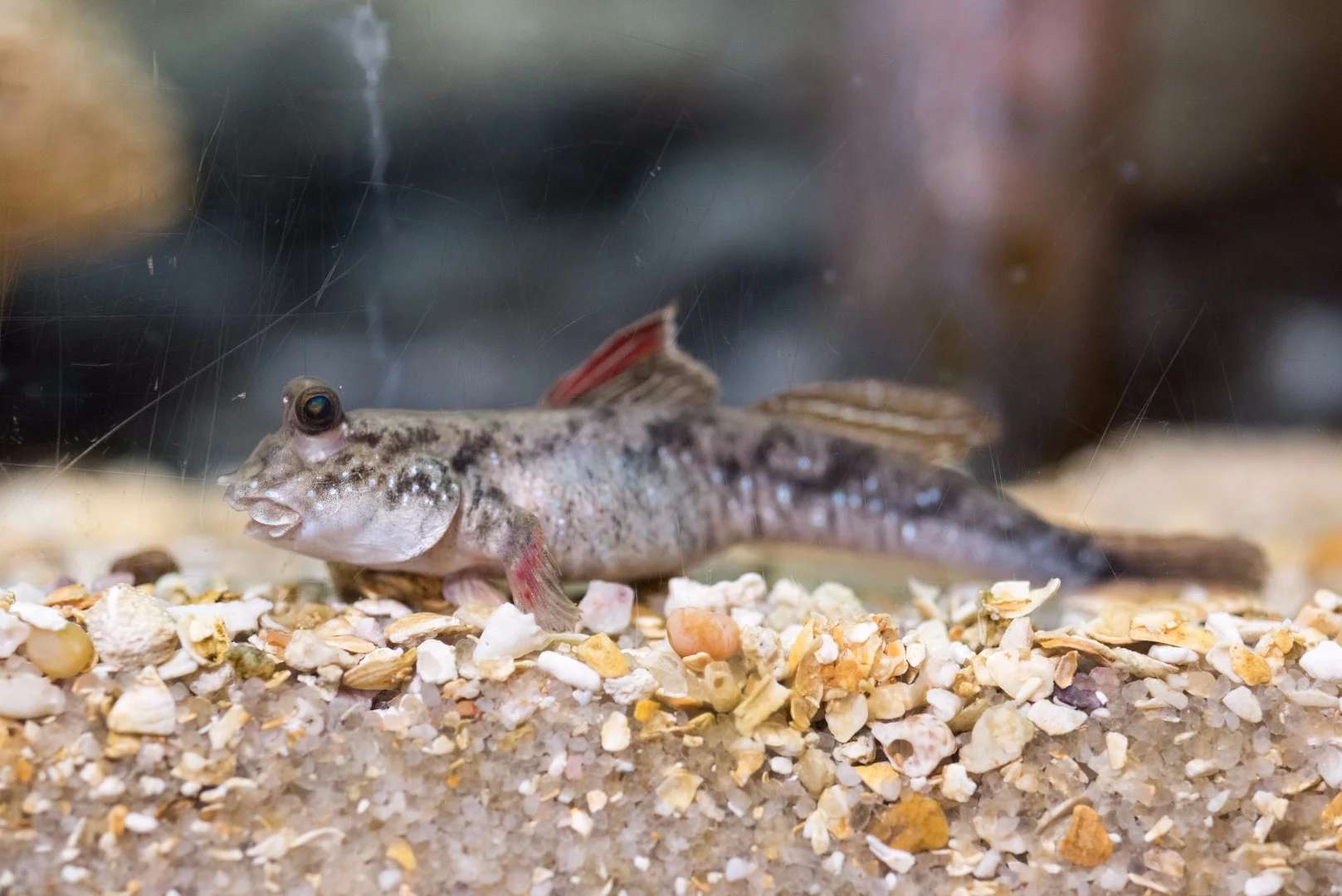 An actual mudskipper, which uses its tail for more than just swimming