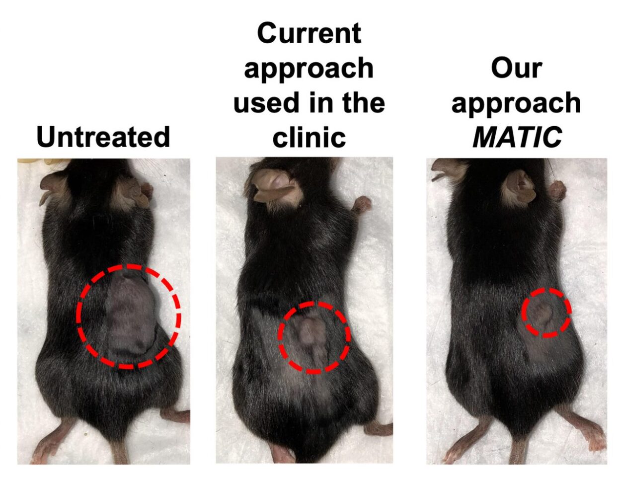 Cancerous mice treated with a novel form of adoptive cell therapy exhibited dramatic tumor shrinkage