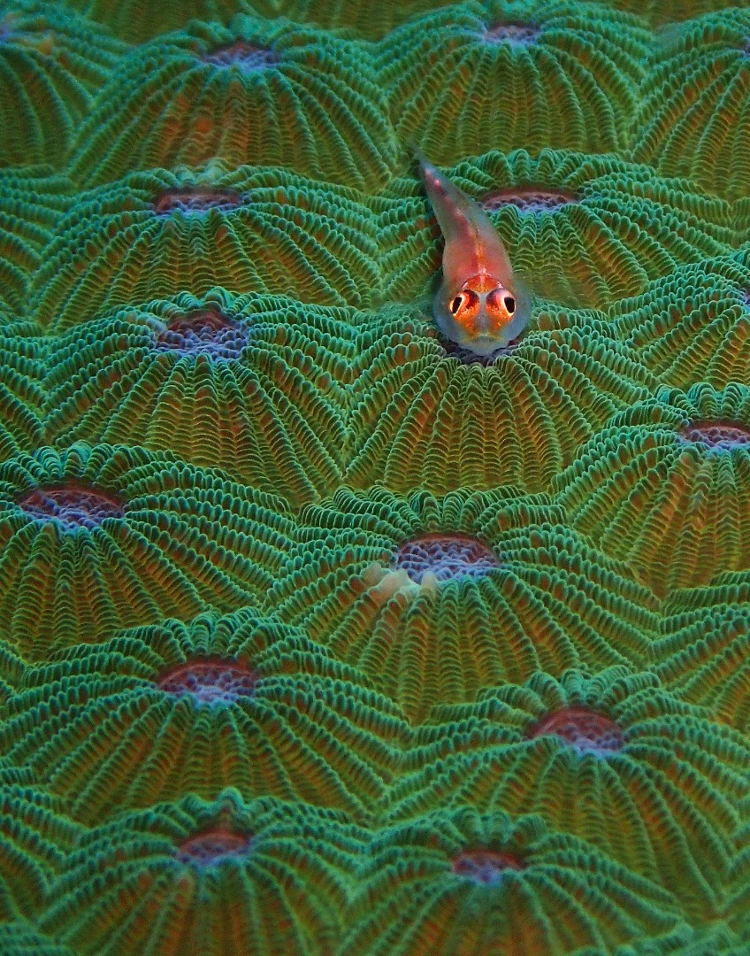 2nd Place in the Compact Macro category. A coral goby amidst some colorful coral