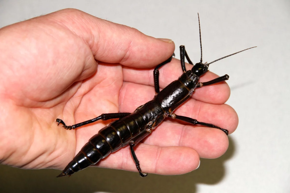 The Lord Howe Island stick insect was once thought to be extinct, but genetic tests of living insects have confirmed that the species is alive and well