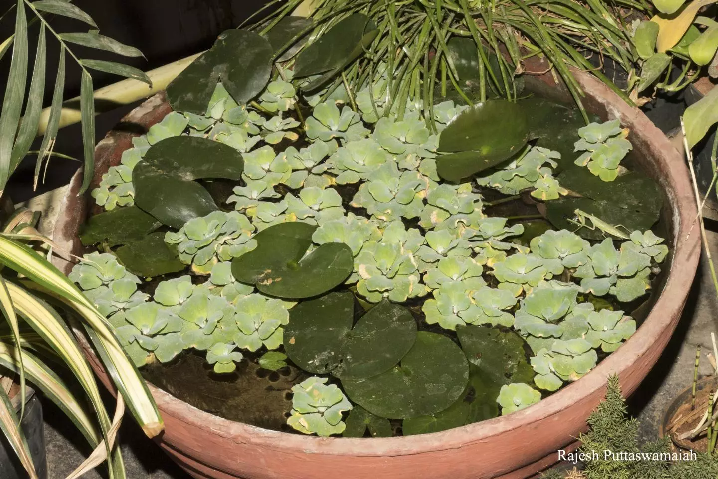 The water garden, with the praying mantis visible at right