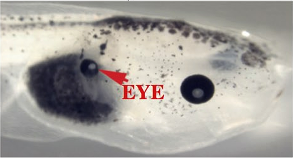 Targeted voltage changes, via misexpression of ion channels in a frog embryo, induce the formation of complete ectopic eyes in odd places, like the gut