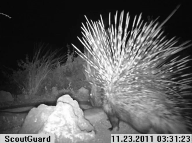 Instant Wild is a conservation app that sends photos of wild animals to users' iPhones, as those animals trigger camera traps in the wild