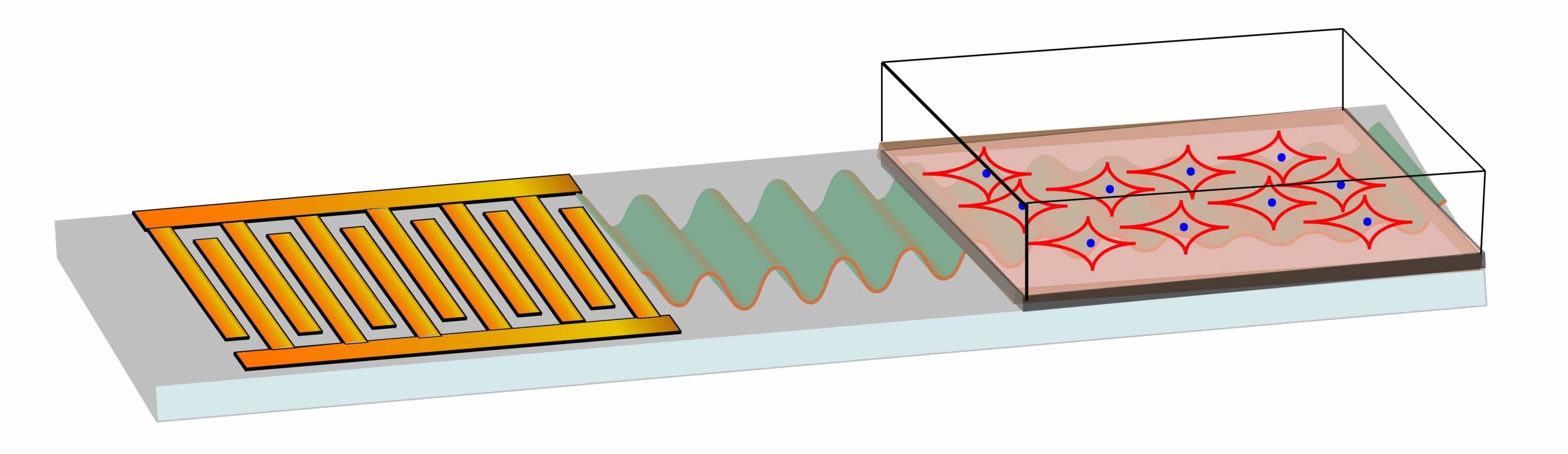 Un diagrama que ilustra cómo el microchip (izquierda) produce ondas sonoras para inducir a las células madre en cultivo (derecha) a comenzar a diferenciarse en hueso RMIT