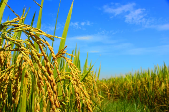 The predictive abilities of big data is being used to improve farming outcomes (Photo: Shutterstock)