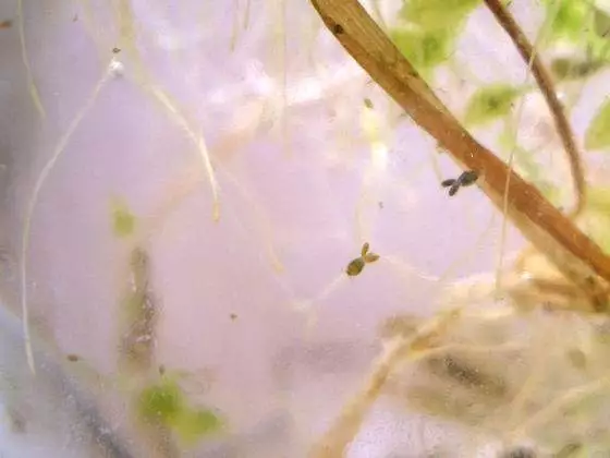 Zooplankton in a home-made closed ecosystem