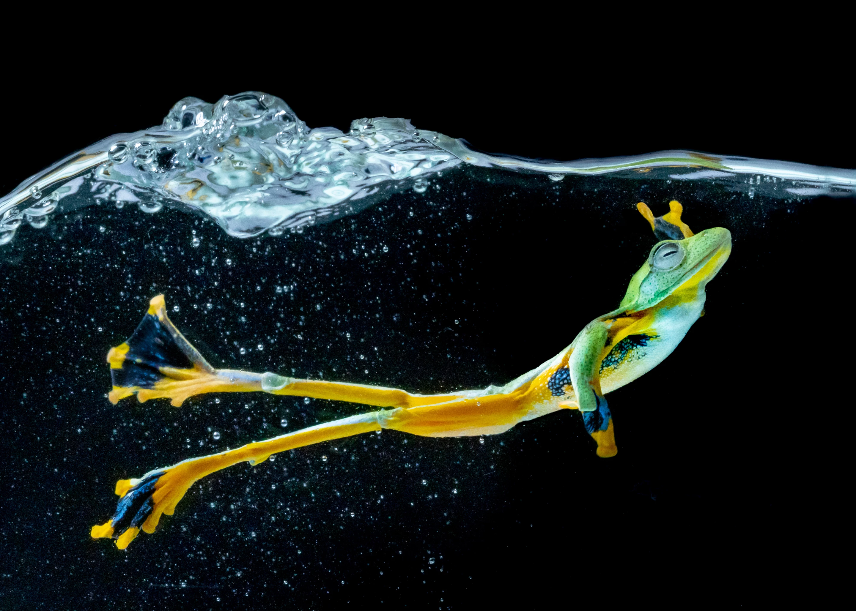 The Mind's Eye Photo Awards. Honorable Mention - Flying Frog. Wallace’s Flying Frog is a moss frog found in Malaysia and western Indonesia
