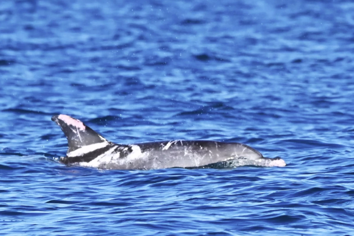 Speckles enjoying the waters off Hervey Bay in Queensland, Australia