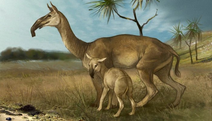 An artist's rendition of Macrauchenia patachonica, a bizarre mishmash creature that has just been classified through a DNA study