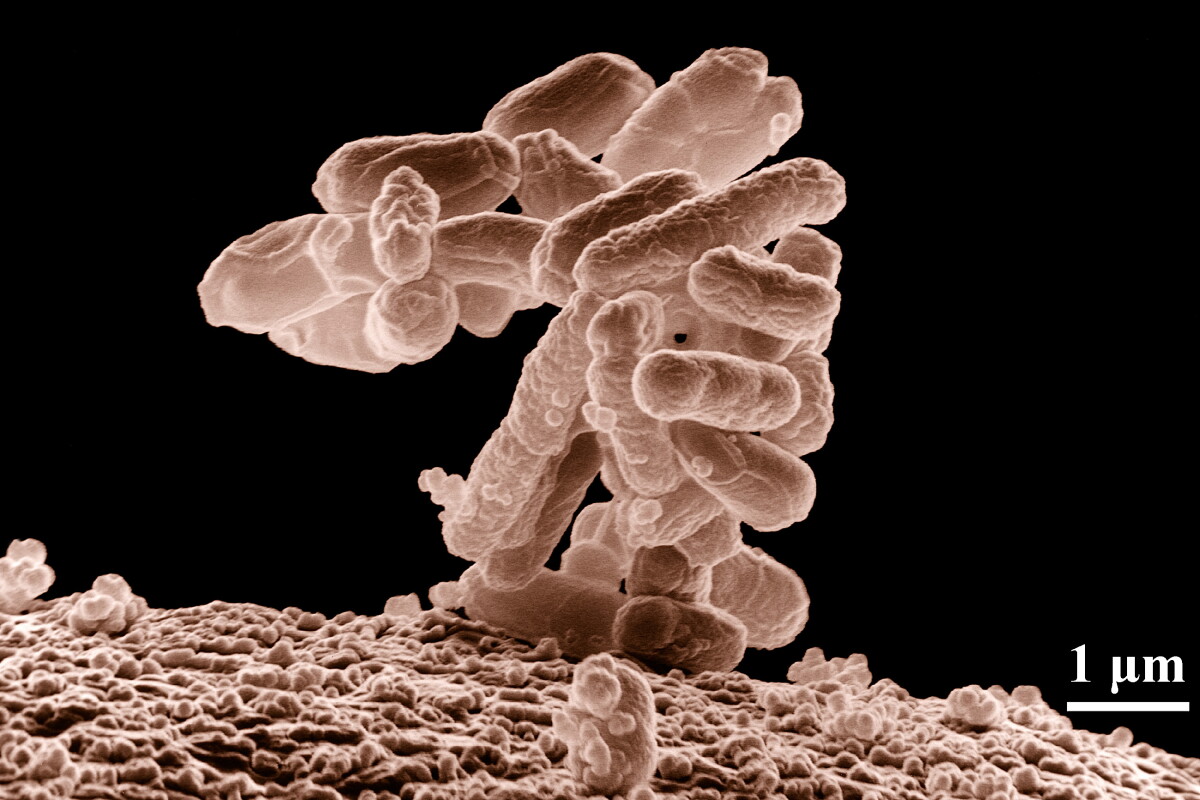 Killer cotton eradicates microbes using ordinary white light