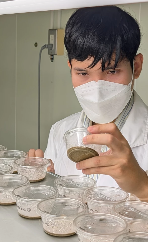 Asst. Prof. Poomraphie Nuntawong observes the effect of Manchurian walnut leaf extracts on seedling growth