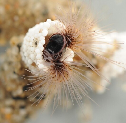 Bioengineers are attempting to emulate glue created by the sandcastle worm (pictured) to repair broken bones in humans (Photo: Fred Hayes)