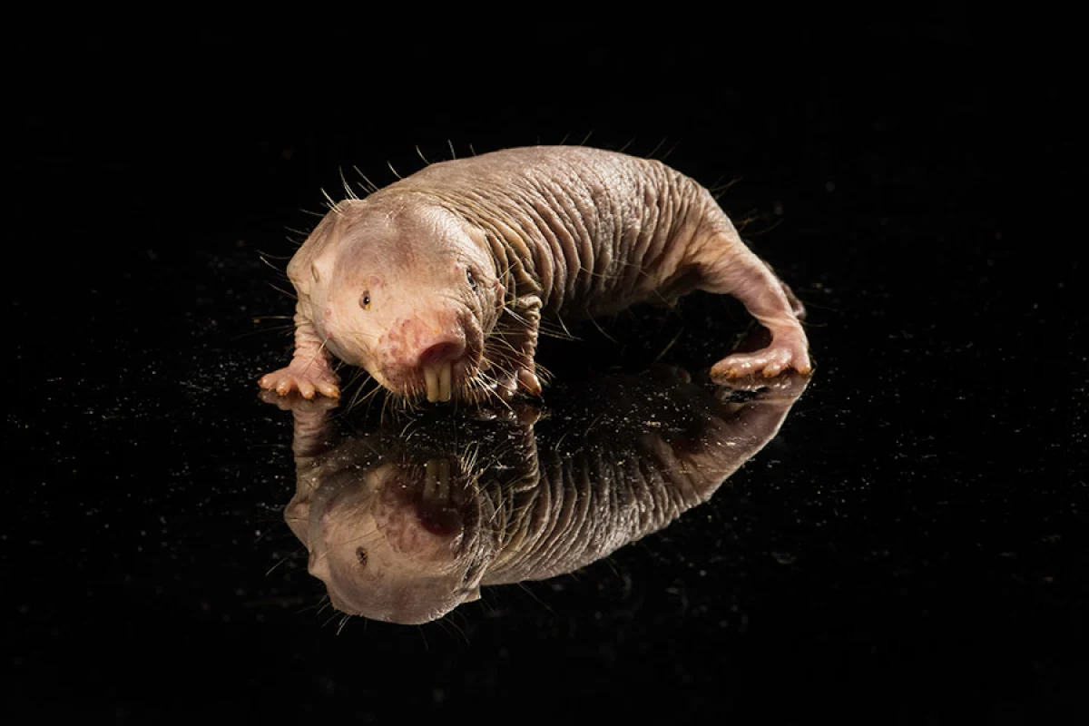Researchers have peered into the cells of the aging-resistant naked mole rat, and found a strange mechanism